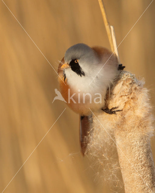 Bearded Reedling (Panurus biarmicus)