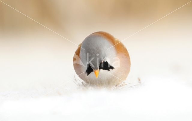 Bearded Reedling (Panurus biarmicus)