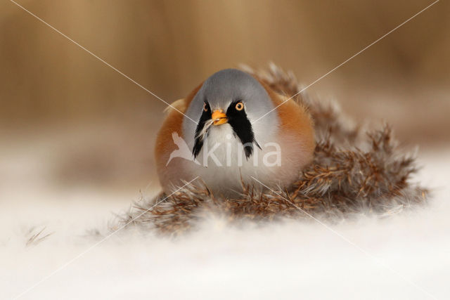 Bearded Reedling (Panurus biarmicus)