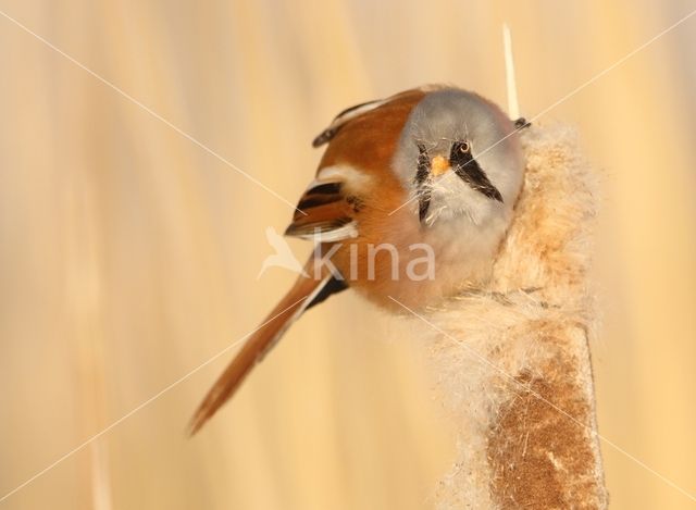 Bearded Reedling (Panurus biarmicus)