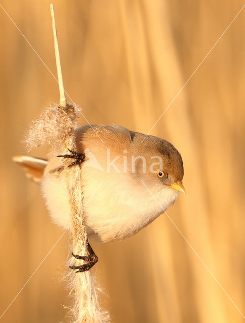 Bearded Reedling (Panurus biarmicus)