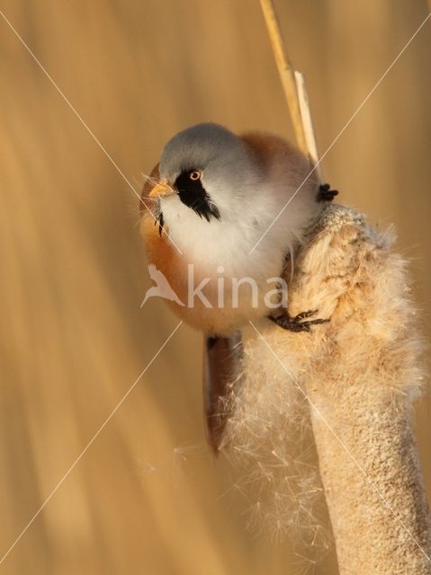 Bearded Reedling (Panurus biarmicus)