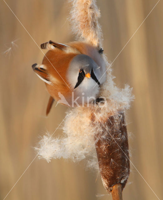 Bearded Reedling (Panurus biarmicus)