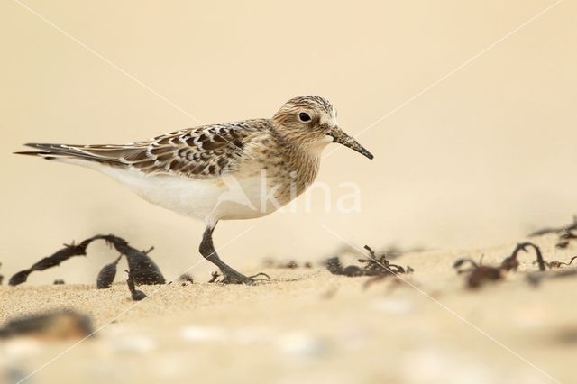 Baird's Sandpiper (Calidris bairdii)