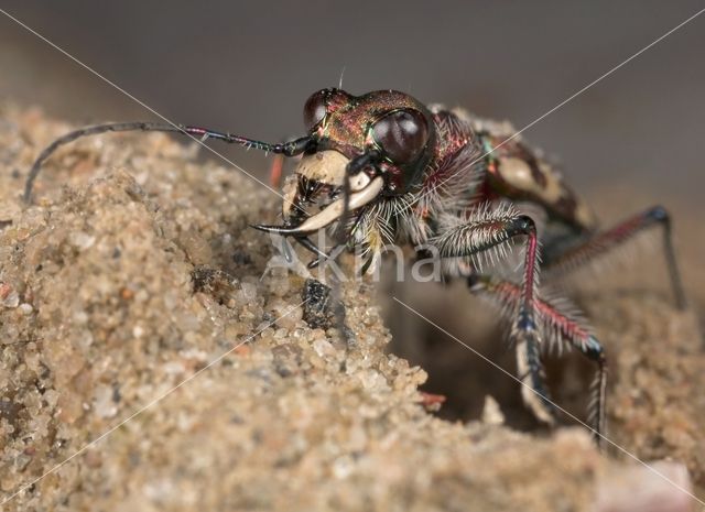 Tiger Beetle (Cicindela hybrida)