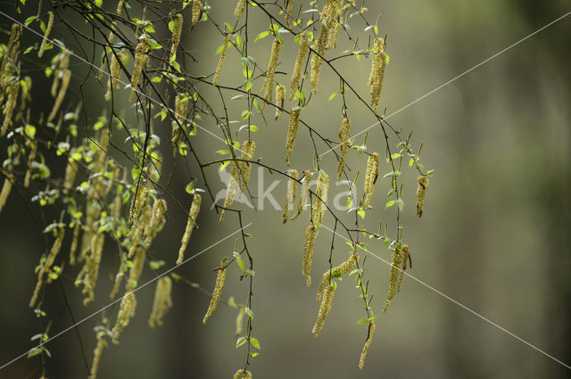 Berk (Betula)