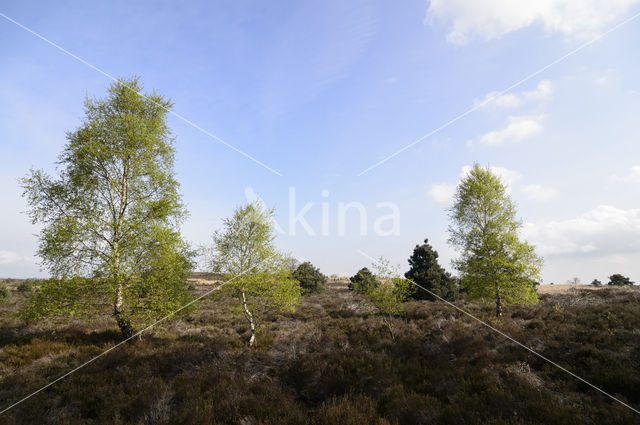 Birch (Betula)