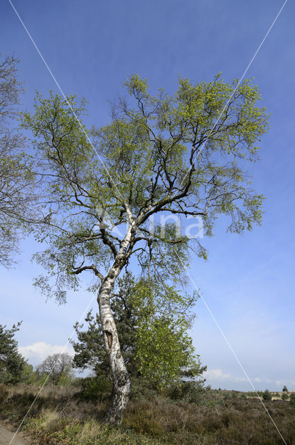 Berk (Betula)