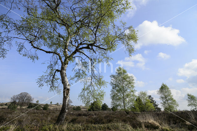 Birch (Betula)