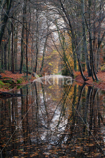 Beech (Fagus spec.)