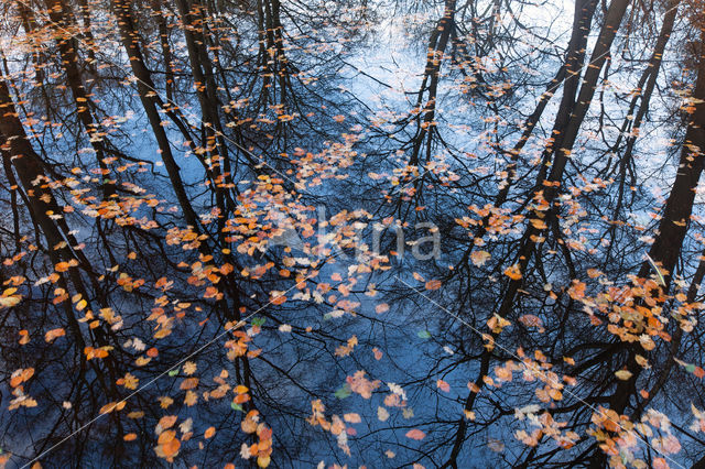 Beech (Fagus spec.)