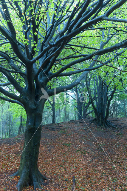 Beech (Fagus spec.)