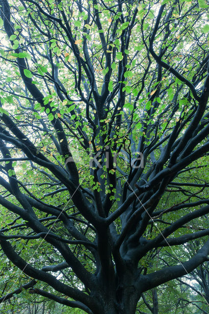 Beech (Fagus spec.)