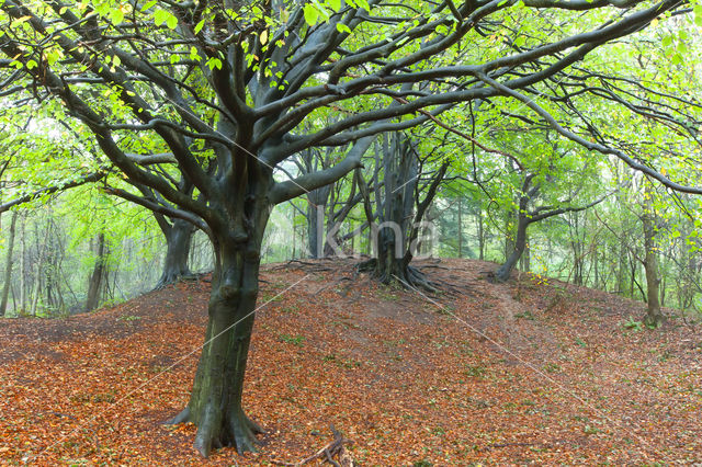 Beuk (Fagus spec.)