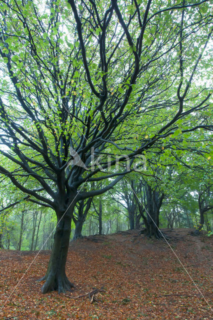 Beuk (Fagus spec.)