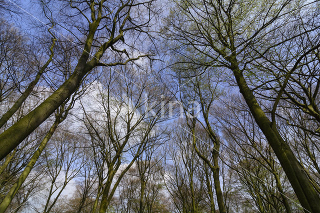 Beech (Fagus sylvatica)