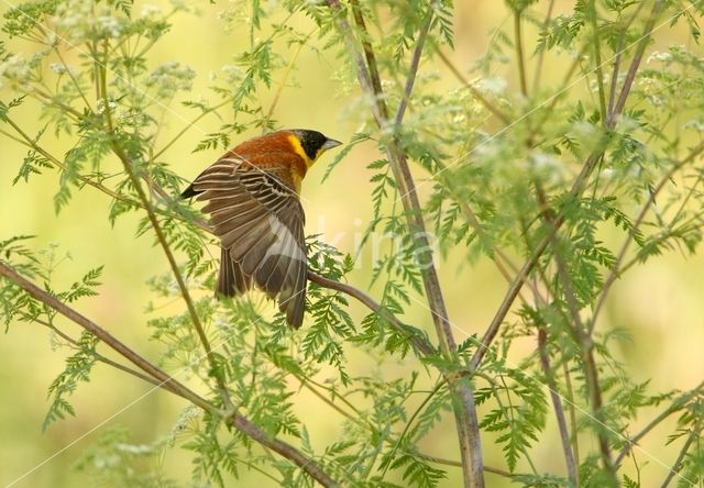 Southern Carmine Bee-eater (Merops nubicoides)