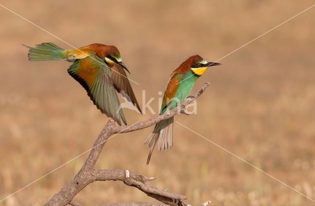 Southern Carmine Bee-eater (Merops nubicoides)