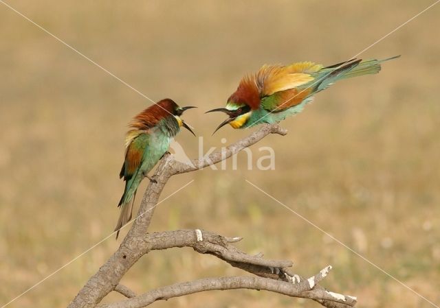 Southern Carmine Bee-eater (Merops nubicoides)