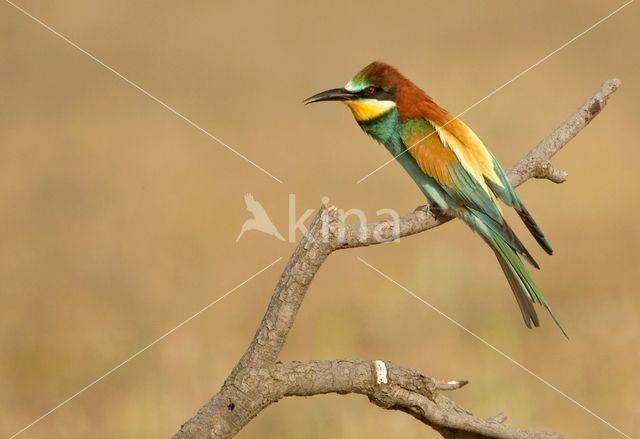 Southern Carmine Bee-eater (Merops nubicoides)