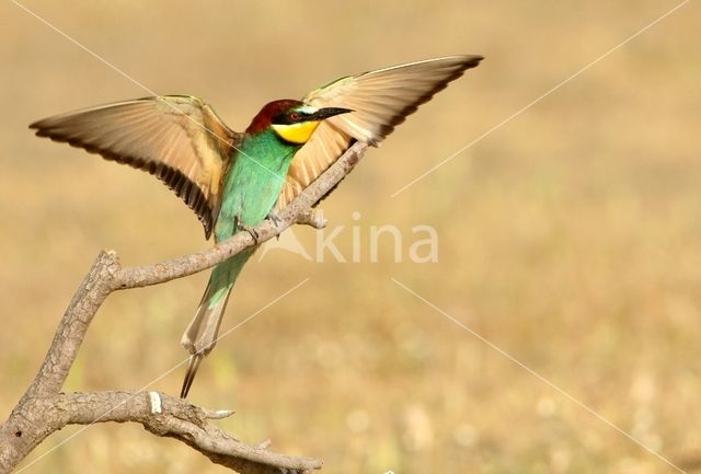 Southern Carmine Bee-eater (Merops nubicoides)