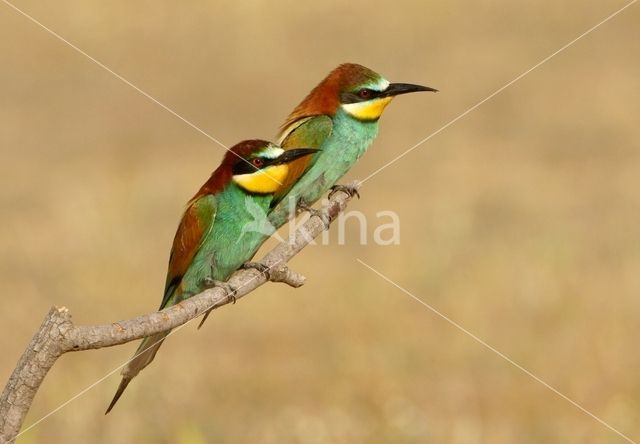 Southern Carmine Bee-eater (Merops nubicoides)