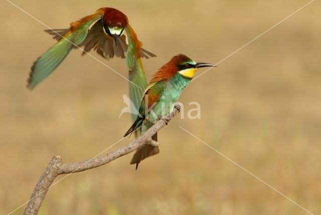 Southern Carmine Bee-eater (Merops nubicoides)