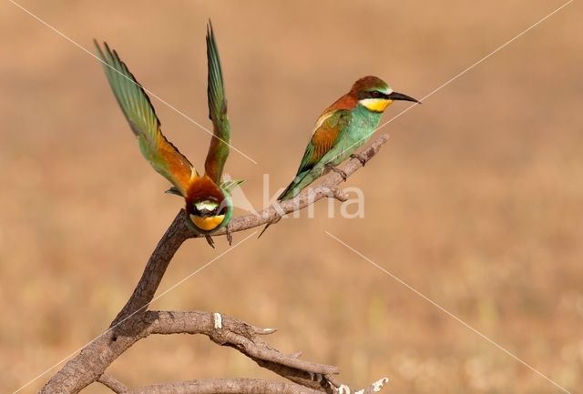 Southern Carmine Bee-eater (Merops nubicoides)