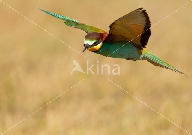 Southern Carmine Bee-eater (Merops nubicoides)