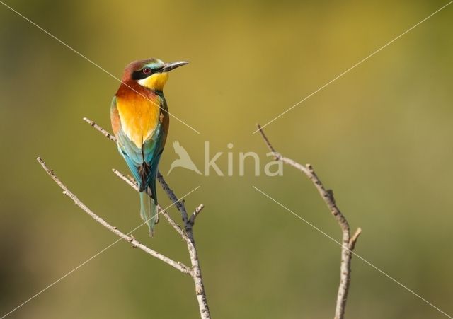 Southern Carmine Bee-eater (Merops nubicoides)