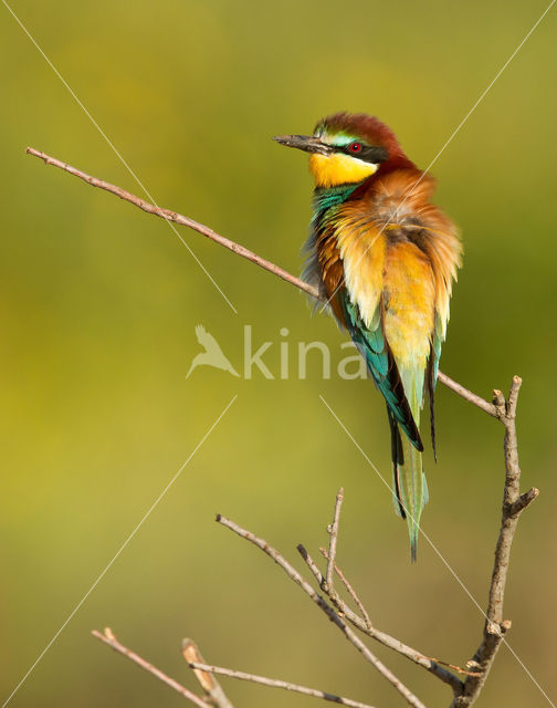 Southern Carmine Bee-eater (Merops nubicoides)