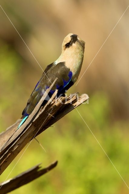 Blauwbuikscharrelaar (Coracias cyanogaster)