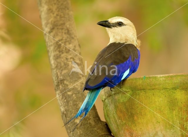 Blauwbuikscharrelaar (Coracias cyanogaster)