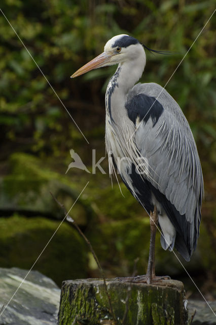 Grey Heron (Ardea cinerea)