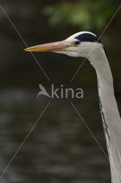 Blauwe Reiger (Ardea cinerea)