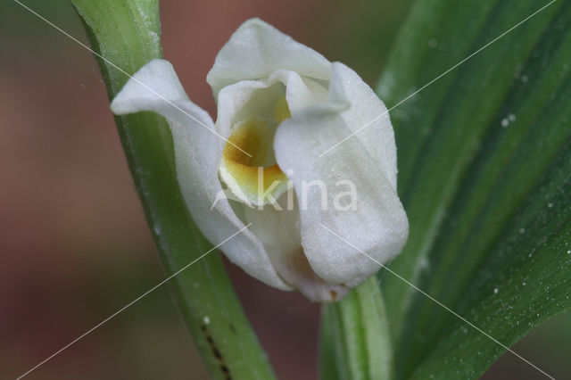 Bleek bosvogeltje (Cephalanthera damasonium)