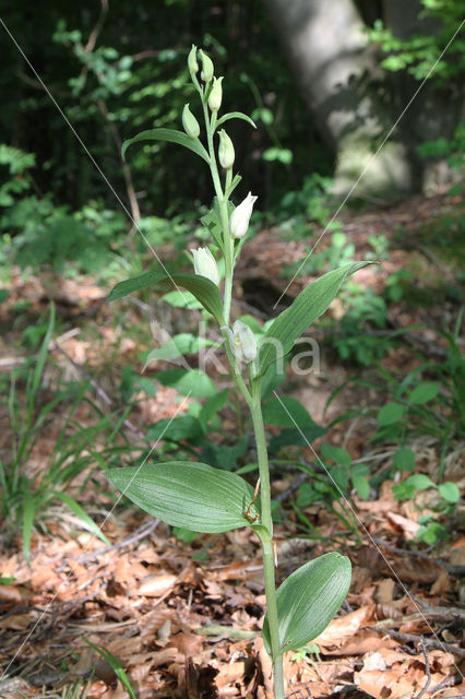 White Helleborine (Cephalanthera damasonium)