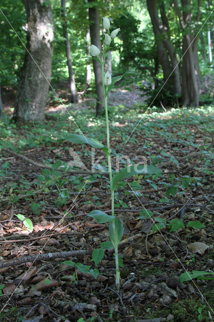 Bleek bosvogeltje (Cephalanthera damasonium)
