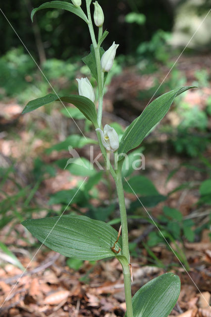 White Helleborine (Cephalanthera damasonium)