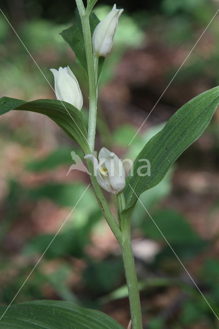 Bleek bosvogeltje (Cephalanthera damasonium)