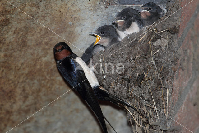 Boerenzwaluw (Hirundo rustica)