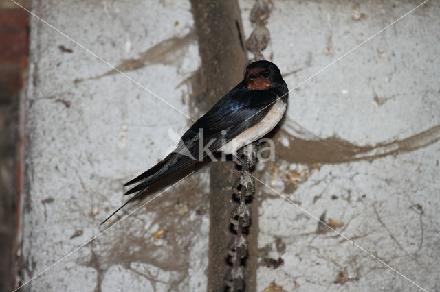 Boerenzwaluw (Hirundo rustica)