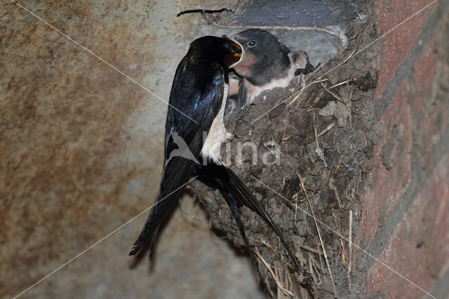 Boerenzwaluw (Hirundo rustica)