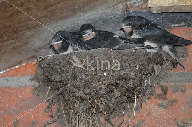 Boerenzwaluw (Hirundo rustica)