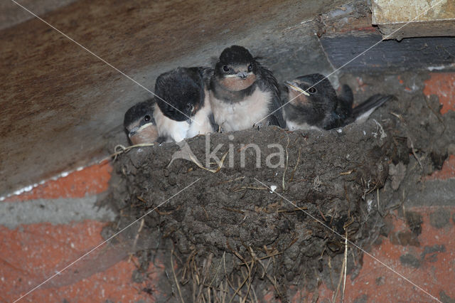 Boerenzwaluw (Hirundo rustica)