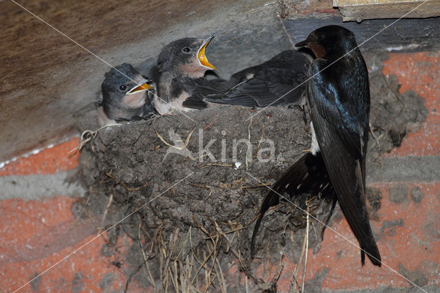 Boerenzwaluw (Hirundo rustica)