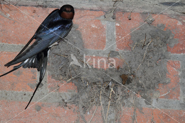 Boerenzwaluw (Hirundo rustica)