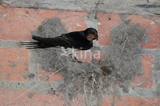 Barn Swallow (Hirundo rustica)