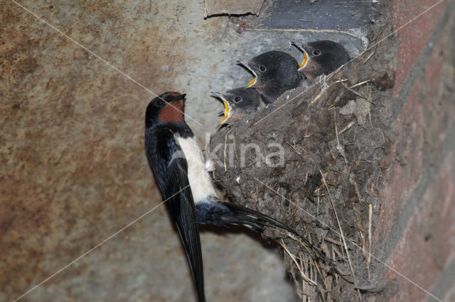 Boerenzwaluw (Hirundo rustica)