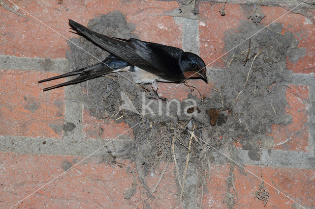 Boerenzwaluw (Hirundo rustica)